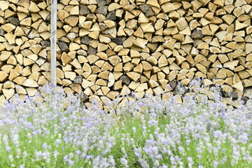 Textura, background - naturale wood