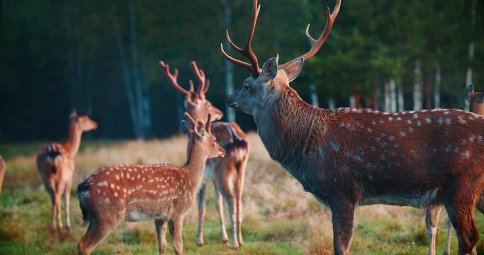 Several sika deer feed in the field. Wild animals at the edge of the forest