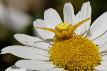 Obraz premium Yellow Spider on White Flower, Crab Spider on Daisy