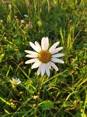 portrait of a daisy