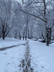 snow covered trees