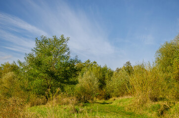 Landscape with autumn forest in the sunny day. Yellow and green forest in the fall season.