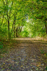 Landscape with autumn forest in the sunny day. Yellow and green forest in the fall season.
