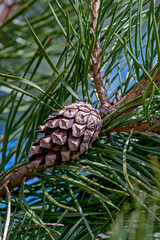 A large image of a young pine cone surrounded by bright, green needles