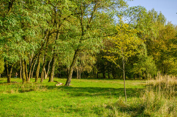 Landscape with autumn forest in the sunny day. Yellow and green forest in the fall season.