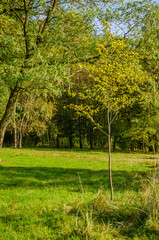 Landscape with autumn forest in the sunny day. Yellow and green forest in the fall season.