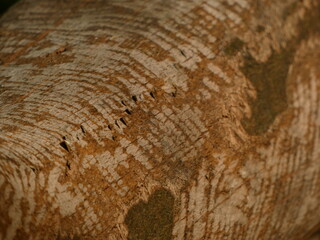 Close up of tree trunk with marks of beaver teeth