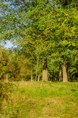 Landscape with autumn forest in the sunny day. Yellow and green forest in the fall season.