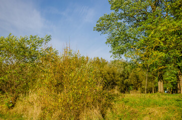 Landscape with autumn forest in the sunny day. Yellow and green forest in the fall season.