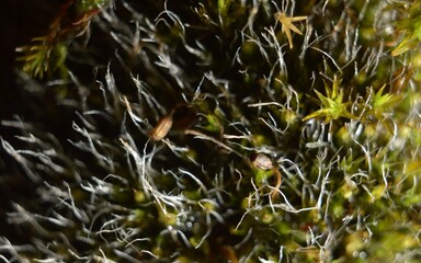 Different species of moss – różne mchy – Trójmiejski Park Krajobrazowy