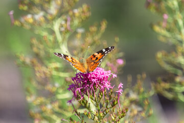 The beautiful butterfly Vanessa cardui