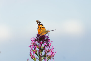 Painted Lady butterfly, Vanessa cardui