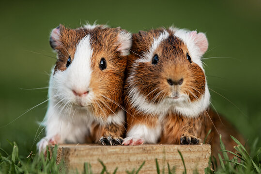 Two lovely guinea pigs on the lawn in summer