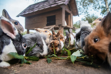 Group of little rabbits eating green leaves. Rabbit feeding.