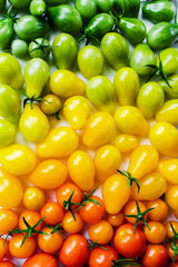 The harvest of tomatoes. Different color and varieties of tomatoes. Healthy and natural food....
