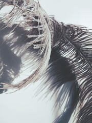 Ostrich feather and shadows on light background
