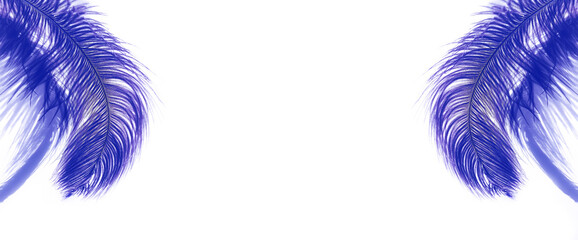 Ostrich feather and shadows on light background