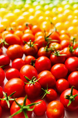 The harvest of tomatoes. Different color and varieties of tomatoes on a white background. Healthy and natural food. Vertical	