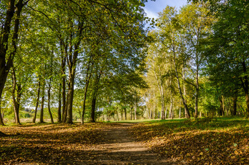 Landscape with autumn forest in the sunny day. Yellow and green forest in the fall season.