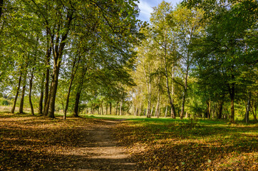 Naklejka premium Landscape with autumn forest in the sunny day. Yellow and green forest in the fall season.