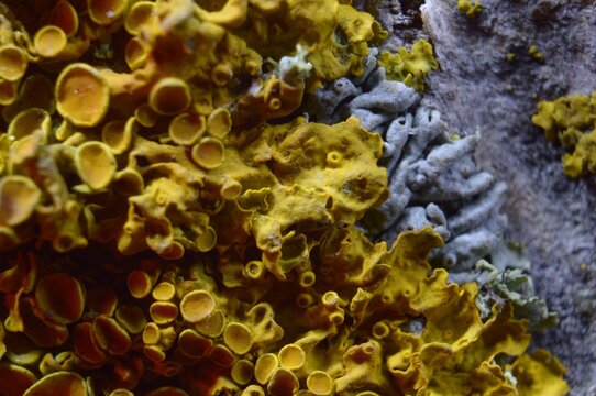 Xanthoria parietina and other lichen - Porost złotorost ścienny - Trójmiejski Park Krajobrazowy