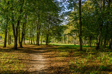 Landscape with autumn forest in the sunny day. Yellow and green forest in the fall season.
