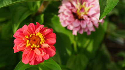 Fototapeta premium Red and Pink Flowers (Zinnias)