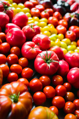 The harvest of vegetables. Different varieties of tomatoes
 are laid out on a wooden background. Studio photography. Healthy and natural food.