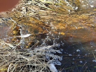 forest stream with icy blades of grass, illuminated by the spring sun