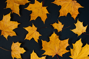 Naklejka na ściany i meble Autumn background of yellow maple leaves on black background.