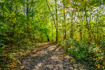 Obraz premium Landscape with autumn forest in the sunny day. Yellow and green forest in the fall season.