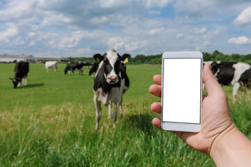 Smartphone mockup in male hand. Against the background of cows and the sky and green grass.