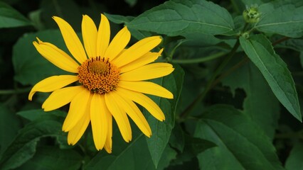 Yellow flower on a background of green leaves

