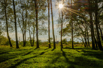 Landscape with autumn forest in the sunny day. Yellow and green forest in the fall season.