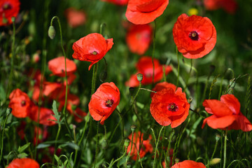 Blooming poppies on the meadow in summer, in front of green grass