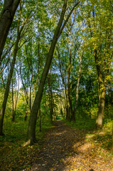 Landscape with autumn forest in the sunny day. Yellow and green forest in the fall season.