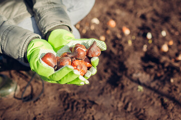 Tulip bulbs fall planting. Woman gardener holding handfull of bulbs ready to put in soil. Autumn...
