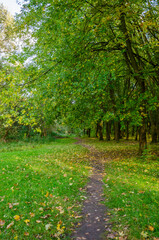 Landscape with autumn forest in the sunny day. Yellow and green forest in the fall season.