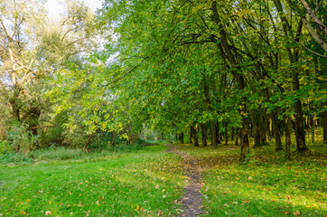 Fototapeta premium Landscape with autumn forest in the sunny day. Yellow and green forest in the fall season.