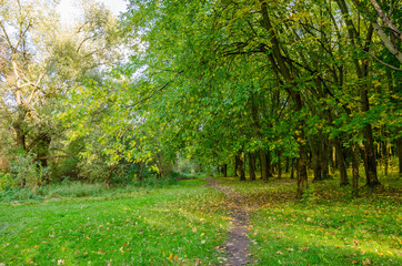 Fototapeta premium Landscape with autumn forest in the sunny day. Yellow and green forest in the fall season.