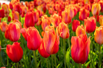 A garden of redish orange tulips