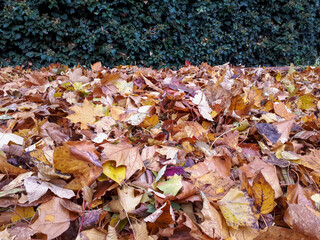 autumn leaves against green background, close up and full frame