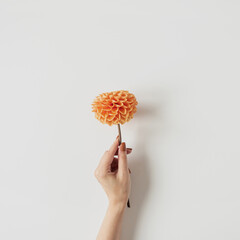 Female hand holding ginger dahlia flower on white background. Top view, flat lay minimal creative...