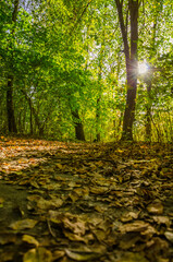 Landscape with autumn forest in the sunny day. Yellow and green forest in the fall season. © thaarey1986