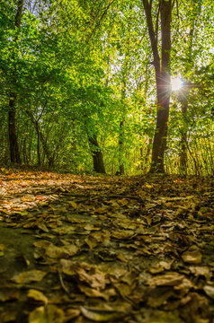 Landscape with autumn forest in the sunny day. Yellow and green forest in the fall season.