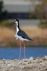 black stilt