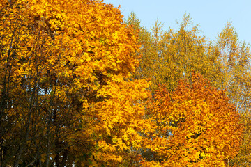 landscape of deciduous trees in the autumn season