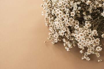 Beautiful small chamomile daisy flowers bouquet on pastel beige peachy background. Valentine's Day, Mother's Day holidays celebration composition.