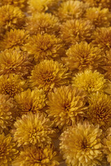 Floral pattern made of yellow wild flowers. Flat lay, top view. Valentine's background. Floral texture. Pattern of flowers.