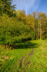 Landscape with autumn forest in the sunny day. Yellow and green forest in the fall season.